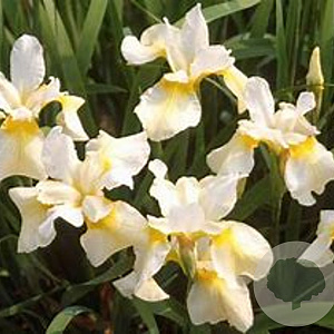 Iris sib. 'Butter and Sugar' GM P9 BIO