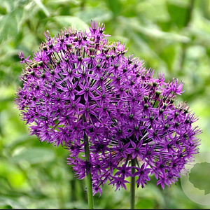 Allium aflatunense 'Purple Sensation' GM P9 BIO