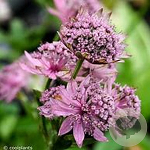 Astrantia major 'Pink Button' GM P9 BIO