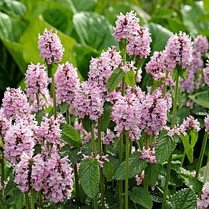 Betonica officinalis 'Pinky' GM P9 BIO
