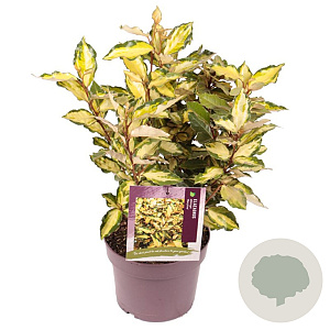 Eleaegnus ebbingei 'Maryline' 30-40 cm 3,0L