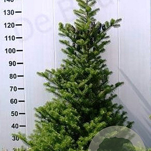 Abies koreana 250-300 cm draadkluit solitair