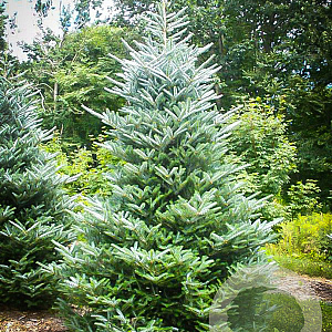 Abies k. 'Silberlocke' 250-300 cm draadkluit solitair