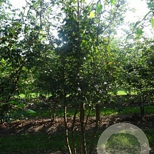 Acer campestre 250-300 cm draadkluit struik