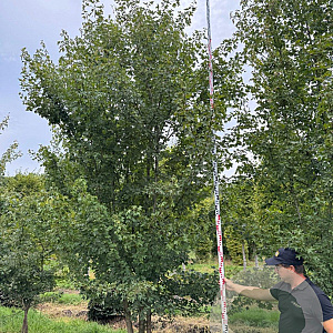 Acer campestre 400-450 cm draadkluit meerstammig
