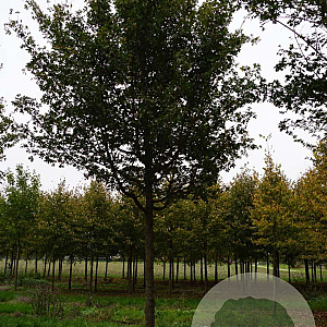 Acer campestre 35-40 HO draadkluit 250 cm stam