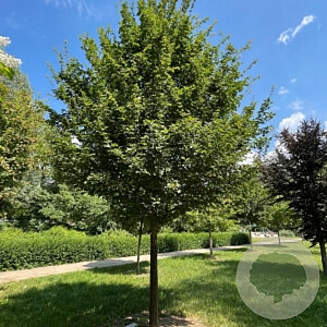 Acer campestre 'Royal Ruby' 16-18 HO draadkluit