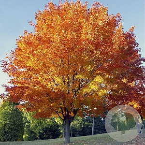 Acer cappadocicum 'Rubrum' 25-30 HO draadkluit 250 cm stam