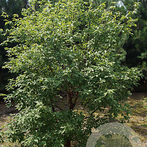 Acer griseum 200-250 cm draadkluit solitair