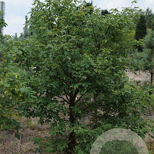 Acer griseum 250-300 cm draadkluit solitair
