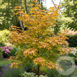 Acer 'Minorient' 14-16 HO draadkluit