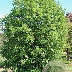 Acer monspessulanum 10-12 HO draadkluit