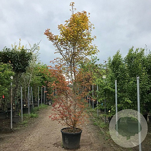 Acer Orientalia 14-16 HO draadkluit
