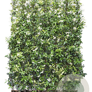 Trachelospermum jasminoides 120x180 container kant en klaar haag