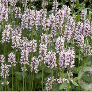 Stachys off. 'Pinky' GM P9