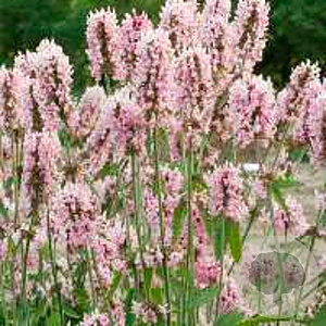 Stachys off. 'Pinky' GM P9