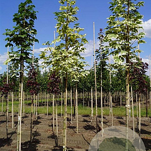 Acer plat. 'Drummondii' 12-14 HO draadkluit