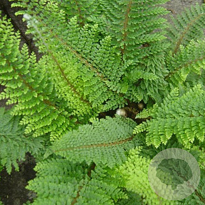 Polystichum set. 'Herrenhausen' GM P9