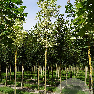 Acer plat. 'Drummondii' 18-20 HO draadkluit