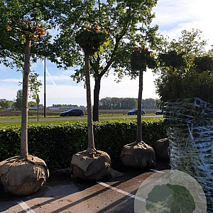 Acer plat. 'Globosum' 35-40 HO draadkluit 200 cm stam