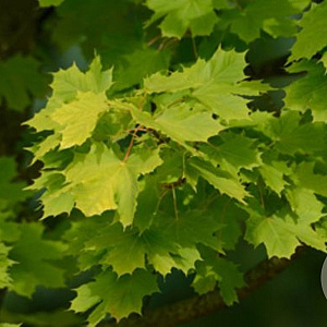 Acer plat. 'Prigo' 14-16 HO draadkluit