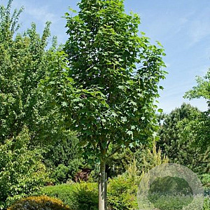 Acer pseud. 'Bruchem' 12-14 HO draadkluit