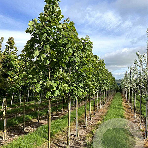 Acer pseud. 'Negenia' 30-35 HO draadkluit 250 cm stam
