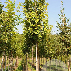 Acer pseud. 'Rotterdam' 60-70 HO draadkluit 250 cm stam