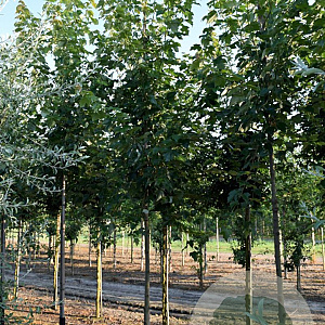 Acer rubrum 20-25 HO draadkluit