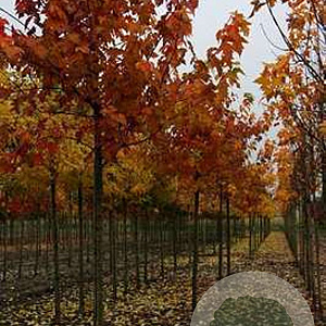 Acer rubrum Indian Summer 25-30 HO draadkluit 250 cm stam