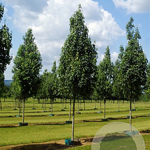 Acer rubrum 'Karpick' 20-25 HO draadkluit 250 cm stam