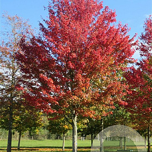 Acer rubrum 'Red King' 12-14 HO draadkluit