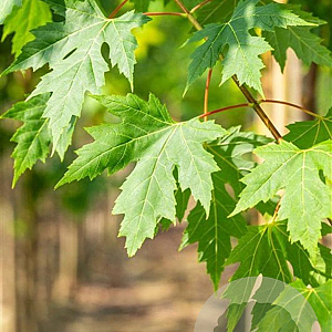 Acer saccharinum 16-18 HO draadkluit