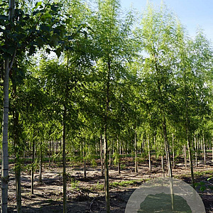 Acer s. 'Born's Gracious' 12-14 HO draadkluit