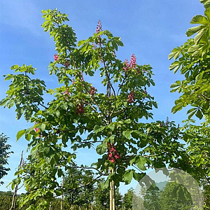 Aesculus carnea 'Briotii' 12-14 HO draadkluit