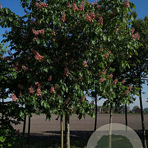 Aesculus carnea 'Briotii' 20-25 HO draadkluit