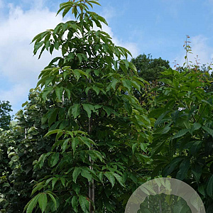 Aesculus glabra 10-12 HO draadkluit