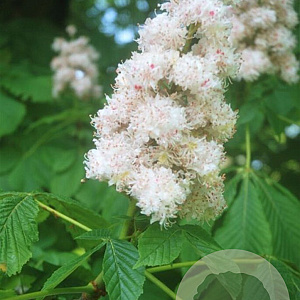 Aesculus hip. 'Baumannii' 200-250 cm draadkluit meerstammig