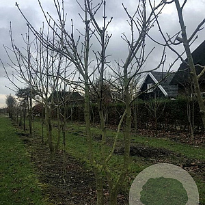 Aesculus hip. 'Baumannii' 250-300 cm draadkluit meerstammig