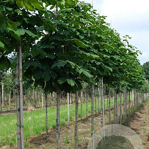 Aesculus hip. 'Baumannii' 12-14 HO draadkluit