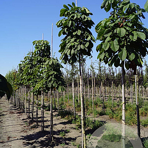 Aesculus hip. 'Lichtenvoorde' 12-14 HO draadkluit