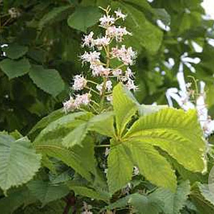 Aesculus hip. 'Lichtenvoorde' 25-30 HO draadkluit