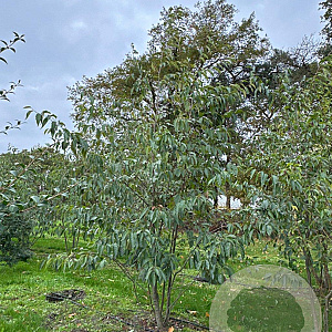 Alnus spaethii 400-450 cm draadkluit meerstammig