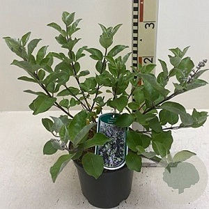 Vitex Chicagoland Blues 50-60 cm 7,5L
