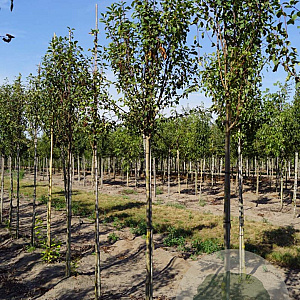 Amelanchier aln. 'Obelisk' 16-18 HO draadkluit 250 cm stam