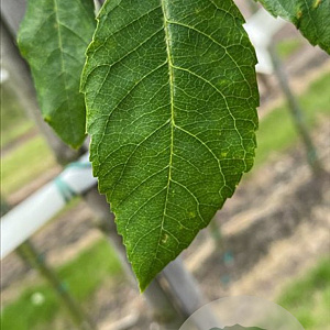 Amelanchier arborea 'Robin Hill' 8-10 HO draadkluit