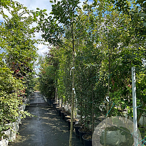 Amelanchier arborea 'Robin Hill' 10-12 HO 50L