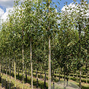 Amelanchier arborea 'Robin Hill' 12-14 HO draadkluit 250 cm stam