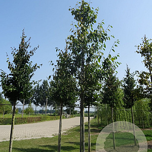 Amelanchier arborea 'Robin Hill' 20-25 HO draadkluit 250 cm stam