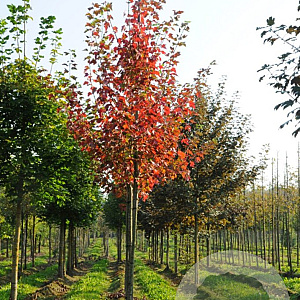 Amelanchier laevis 'Snowflakes' 12-14 HO draadkluit